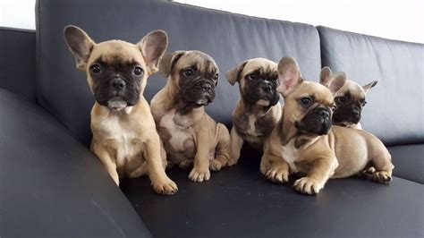 french bulldog for sale el paso tx|french bulldog puppies el paso.